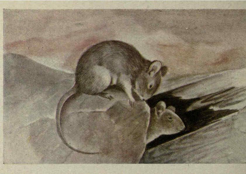 Reproducción/Reproduction 6257111207: Animal guide, North American wild animals Worcester, Mass. :C. K. Reed,1915