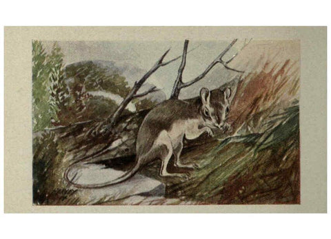 Reproducción/Reproduction 6257111409: Animal guide, North American wild animals Worcester, Mass. :C. K. Reed,1915