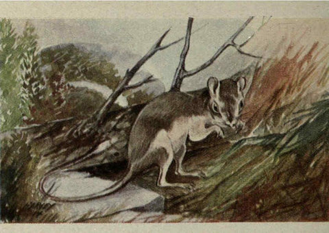 Reproducción/Reproduction 6257111409: Animal guide, North American wild animals Worcester, Mass. :C. K. Reed,1915