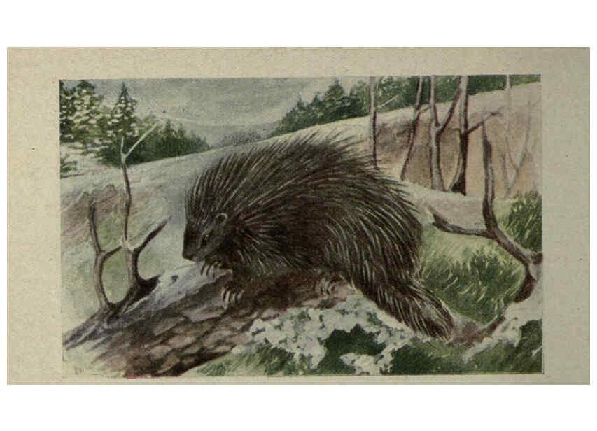 Reproducción/Reproduction 6257107965: Animal guide, North American wild animals Worcester, Mass. :C. K. Reed,1915