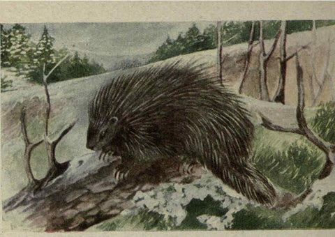 Reproducción/Reproduction 6257107965: Animal guide, North American wild animals Worcester, Mass. :C. K. Reed,1915