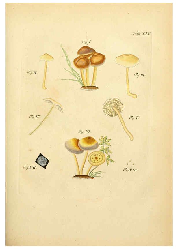 Reproducción/Reproduction 6256892711: Fungorum qui in Bavaria et Palatinatu circa Ratisbonam nascuntur icones, nativis coloribus expressae. v.1-2. Erlangae,Apud J.J. Palmium,1800