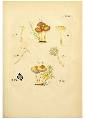 Reproducción/Reproduction 6256892711: Fungorum qui in Bavaria et Palatinatu circa Ratisbonam nascuntur icones, nativis coloribus expressae. v.1-2. Erlangae,Apud J.J. Palmium,1800