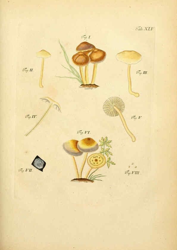 Reproducción/Reproduction 6256892711: Fungorum qui in Bavaria et Palatinatu circa Ratisbonam nascuntur icones, nativis coloribus expressae. v.1-2. Erlangae,Apud J.J. Palmium,1800