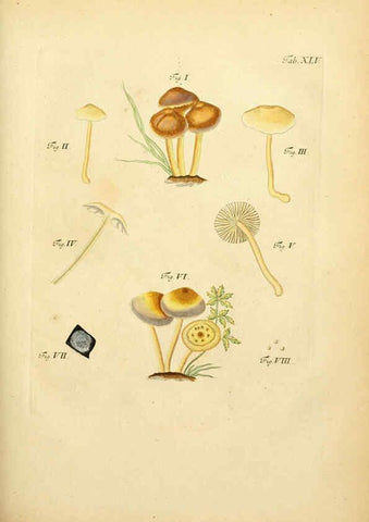 Reproducción/Reproduction 6256892711: Fungorum qui in Bavaria et Palatinatu circa Ratisbonam nascuntur icones, nativis coloribus expressae. v.1-2. Erlangae,Apud J.J. Palmium,1800