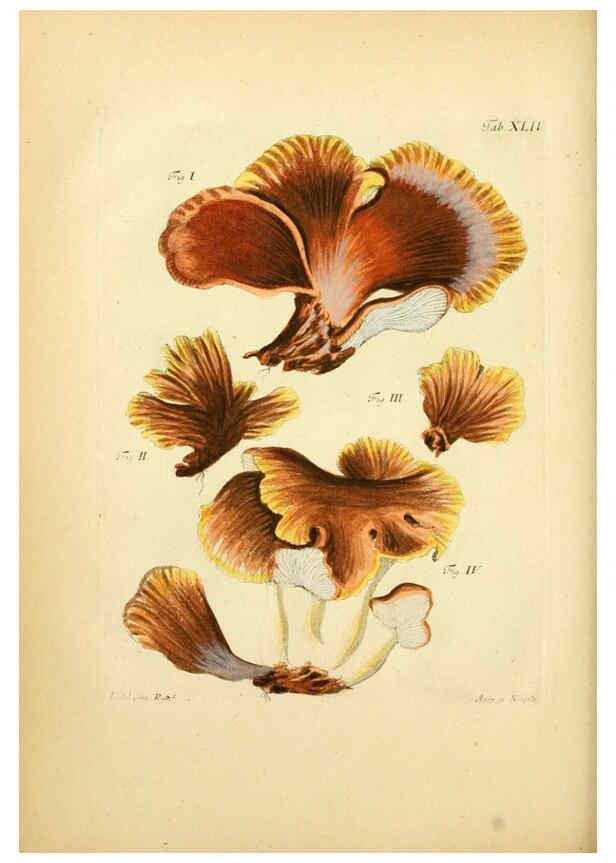Reproducción/Reproduction 6257422222: Fungorum qui in Bavaria et Palatinatu circa Ratisbonam nascuntur icones, nativis coloribus expressae. v.1-2. Erlangae,Apud J.J. Palmium,1800