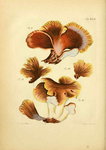 Reproducción/Reproduction 6257422222: Fungorum qui in Bavaria et Palatinatu circa Ratisbonam nascuntur icones, nativis coloribus expressae. v.1-2. Erlangae,Apud J.J. Palmium,1800