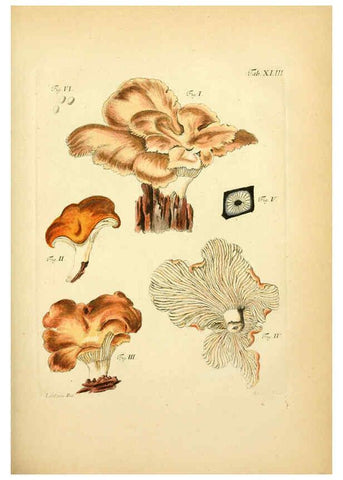 Reproducción/Reproduction 6257421776: Fungorum qui in Bavaria et Palatinatu circa Ratisbonam nascuntur icones, nativis coloribus expressae. v.1-2. Erlangae,Apud J.J. Palmium,1800