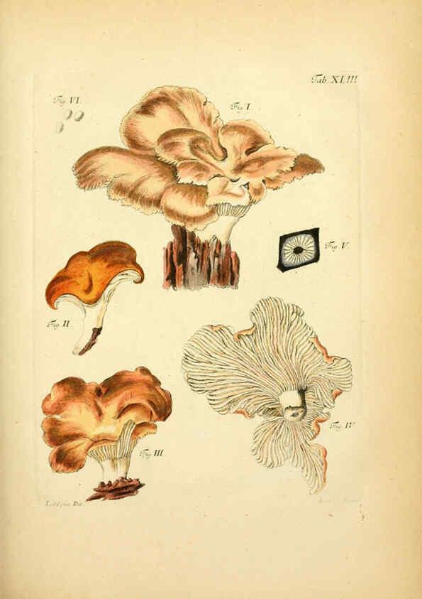 Reproducción/Reproduction 6257421776: Fungorum qui in Bavaria et Palatinatu circa Ratisbonam nascuntur icones, nativis coloribus expressae. v.1-2. Erlangae,Apud J.J. Palmium,1800