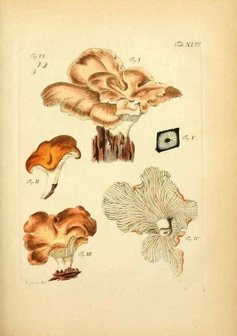 Reproducción/Reproduction 6257421776: Fungorum qui in Bavaria et Palatinatu circa Ratisbonam nascuntur icones, nativis coloribus expressae. v.1-2. Erlangae,Apud J.J. Palmium,1800