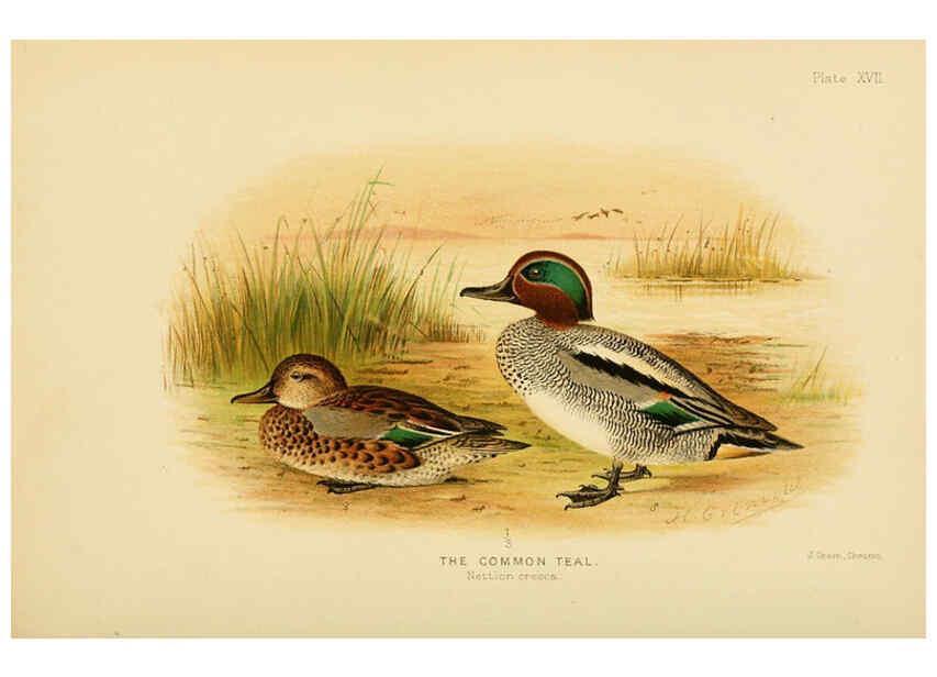 Reproducción/Reproduction 6254572048: The Indian ducks and their allies [Bombay] :Published by the Bombay Natural History Society ;1908