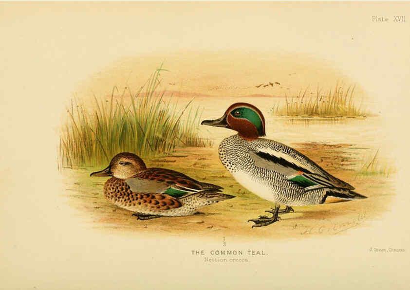 Reproducción/Reproduction 6254572048: The Indian ducks and their allies [Bombay] :Published by the Bombay Natural History Society ;1908