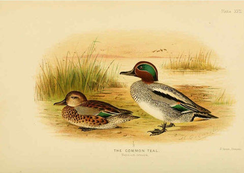 Reproducción/Reproduction 6254572048: The Indian ducks and their allies [Bombay] :Published by the Bombay Natural History Society ;1908
