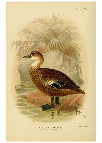 Reproducción/Reproduction 6254041119: The Indian ducks and their allies [Bombay] :Published by the Bombay Natural History Society ;1908
