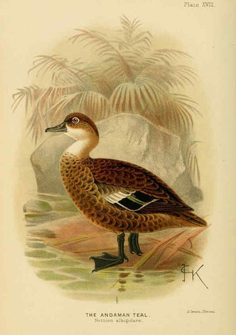 Reproducción/Reproduction 6254041119: The Indian ducks and their allies [Bombay] :Published by the Bombay Natural History Society ;1908