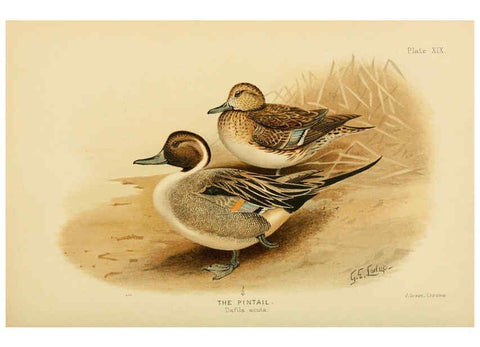 Reproducción/Reproduction 6254572506: The Indian ducks and their allies [Bombay] :Published by the Bombay Natural History Society ;1908
