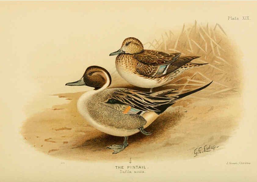 Reproducción/Reproduction 6254572506: The Indian ducks and their allies [Bombay] :Published by the Bombay Natural History Society ;1908