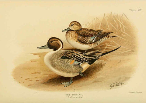 Reproducción/Reproduction 6254572506: The Indian ducks and their allies [Bombay] :Published by the Bombay Natural History Society ;1908