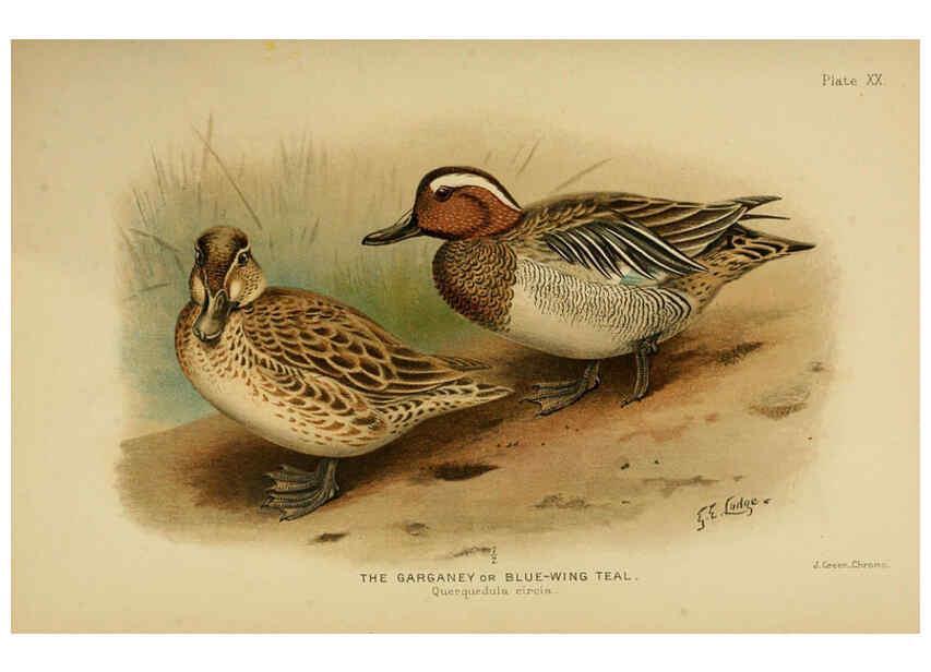Reproducción/Reproduction 6254041679: The Indian ducks and their allies [Bombay] :Published by the Bombay Natural History Society ;1908