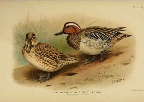 Reproducción/Reproduction 6254041679: The Indian ducks and their allies [Bombay] :Published by the Bombay Natural History Society ;1908