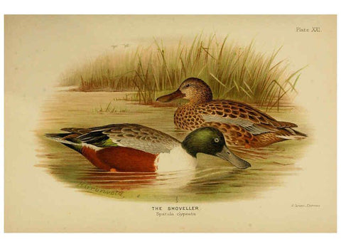 Reproducción/Reproduction 6254041927: The Indian ducks and their allies [Bombay] :Published by the Bombay Natural History Society ;1908