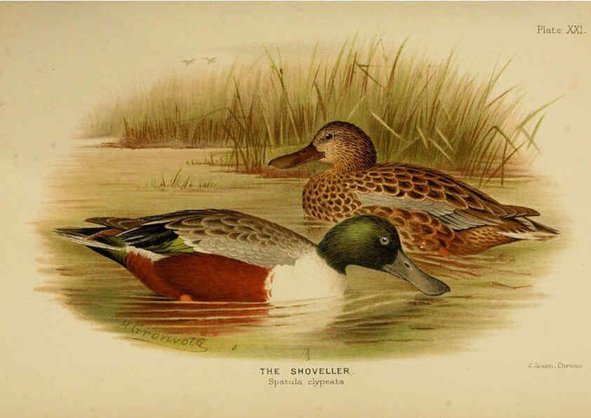 Reproducción/Reproduction 6254041927: The Indian ducks and their allies [Bombay] :Published by the Bombay Natural History Society ;1908