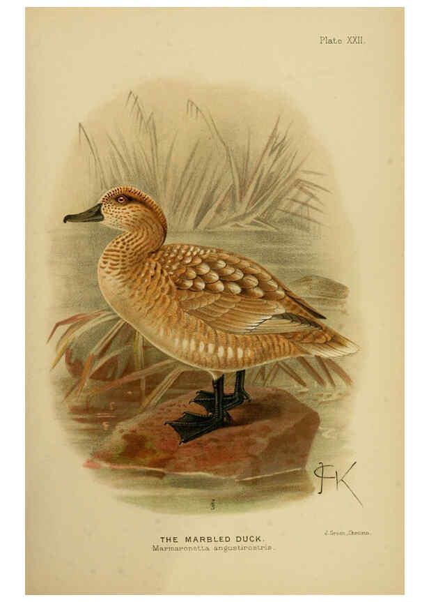 Reproducción/Reproduction 6254042123: The Indian ducks and their allies [Bombay] :Published by the Bombay Natural History Society ;1908