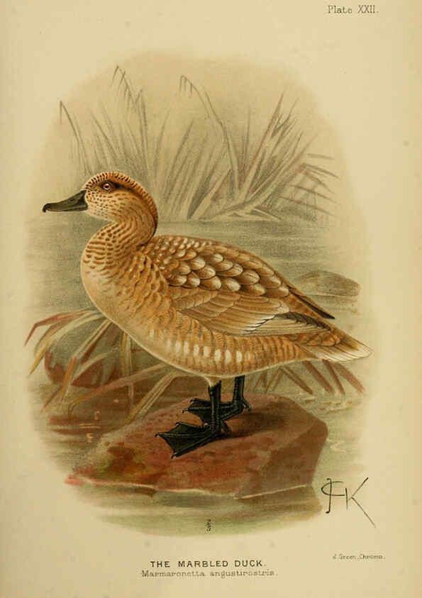 Reproducción/Reproduction 6254042123: The Indian ducks and their allies [Bombay] :Published by the Bombay Natural History Society ;1908