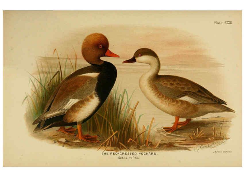 Reproducción/Reproduction 6254573522: The Indian ducks and their allies [Bombay] :Published by the Bombay Natural History Society ;1908
