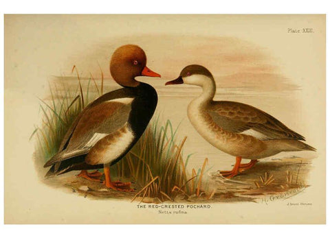 Reproducción/Reproduction 6254573522: The Indian ducks and their allies [Bombay] :Published by the Bombay Natural History Society ;1908
