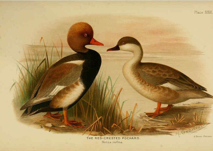 Reproducción/Reproduction 6254573522: The Indian ducks and their allies [Bombay] :Published by the Bombay Natural History Society ;1908