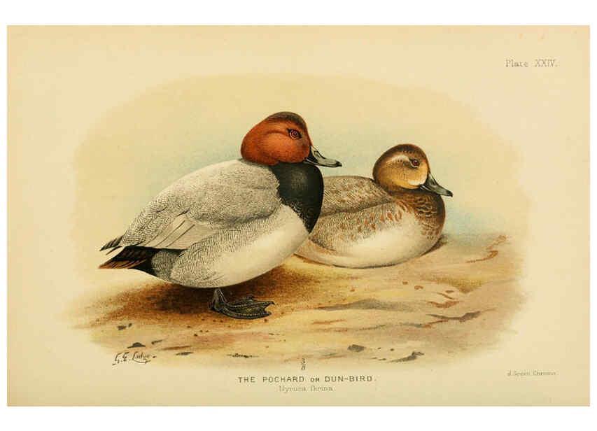Reproducción/Reproduction 6254573772: The Indian ducks and their allies [Bombay] :Published by the Bombay Natural History Society ;1908
