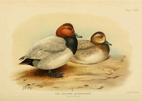 Reproducción/Reproduction 6254573772: The Indian ducks and their allies [Bombay] :Published by the Bombay Natural History Society ;1908