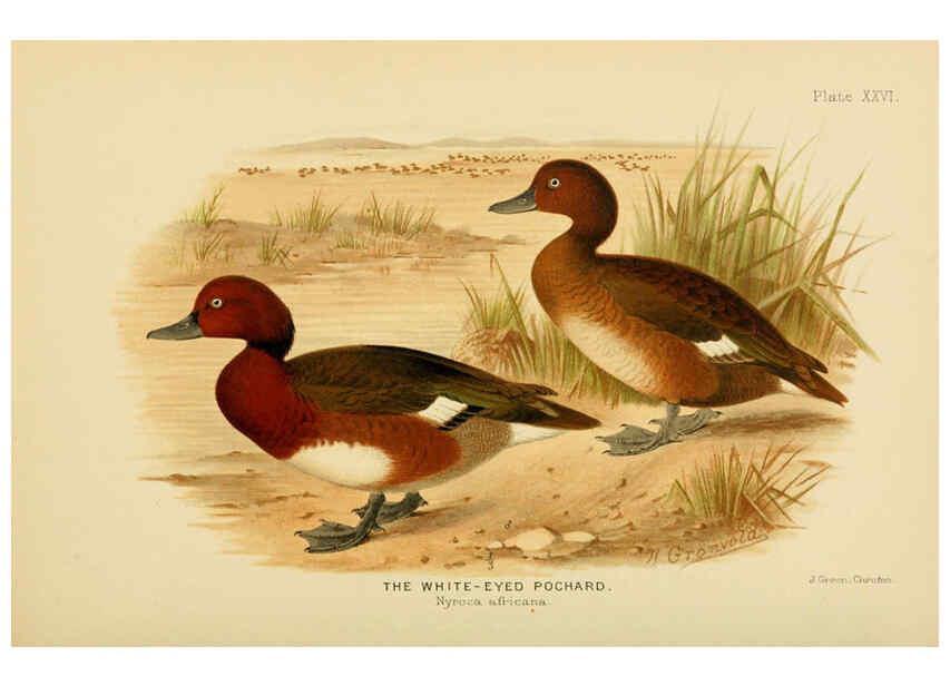 Reproducción/Reproduction 6254574268: The Indian ducks and their allies [Bombay] :Published by the Bombay Natural History Society ;1908