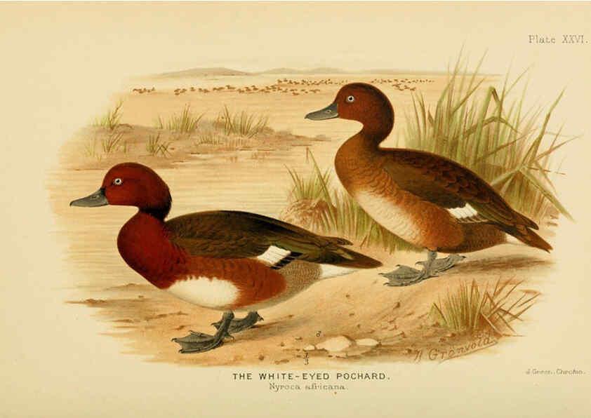 Reproducción/Reproduction 6254574268: The Indian ducks and their allies [Bombay] :Published by the Bombay Natural History Society ;1908