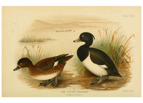 Reproducción/Reproduction 6254043395: The Indian ducks and their allies [Bombay] :Published by the Bombay Natural History Society ;1908