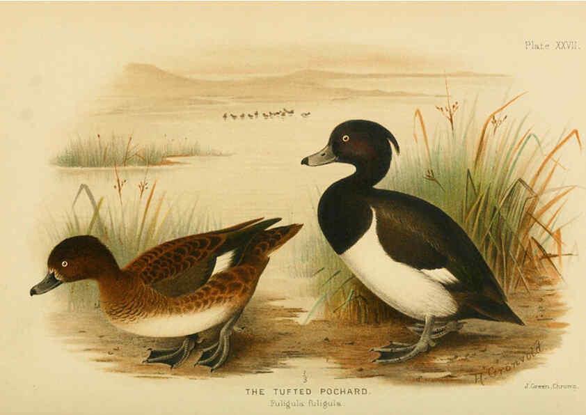 Reproducción/Reproduction 6254043395: The Indian ducks and their allies [Bombay] :Published by the Bombay Natural History Society ;1908