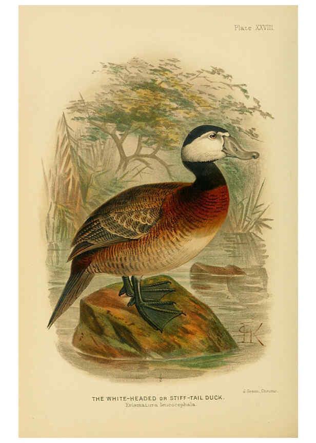 Reproducción/Reproduction 6254043647: The Indian ducks and their allies [Bombay] :Published by the Bombay Natural History Society ;1908