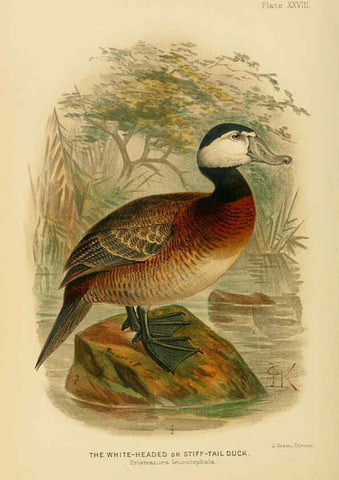 Reproducción/Reproduction 6254043647: The Indian ducks and their allies [Bombay] :Published by the Bombay Natural History Society ;1908