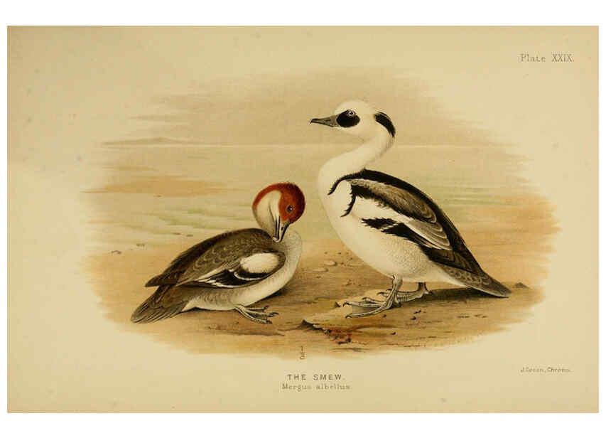 Reproducción/Reproduction 6254575064: The Indian ducks and their allies [Bombay] :Published by the Bombay Natural History Society ;1908
