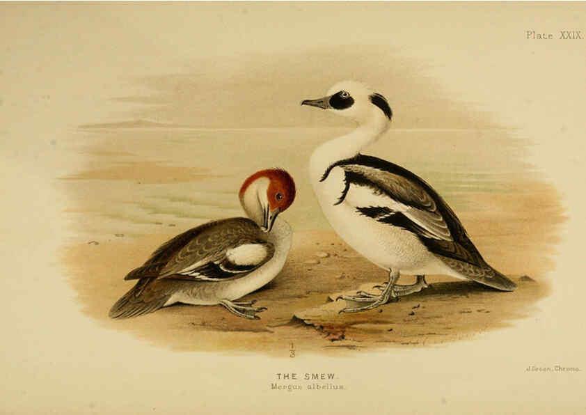 Reproducción/Reproduction 6254575064: The Indian ducks and their allies [Bombay] :Published by the Bombay Natural History Society ;1908