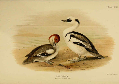 Reproducción/Reproduction 6254575064: The Indian ducks and their allies [Bombay] :Published by the Bombay Natural History Society ;1908
