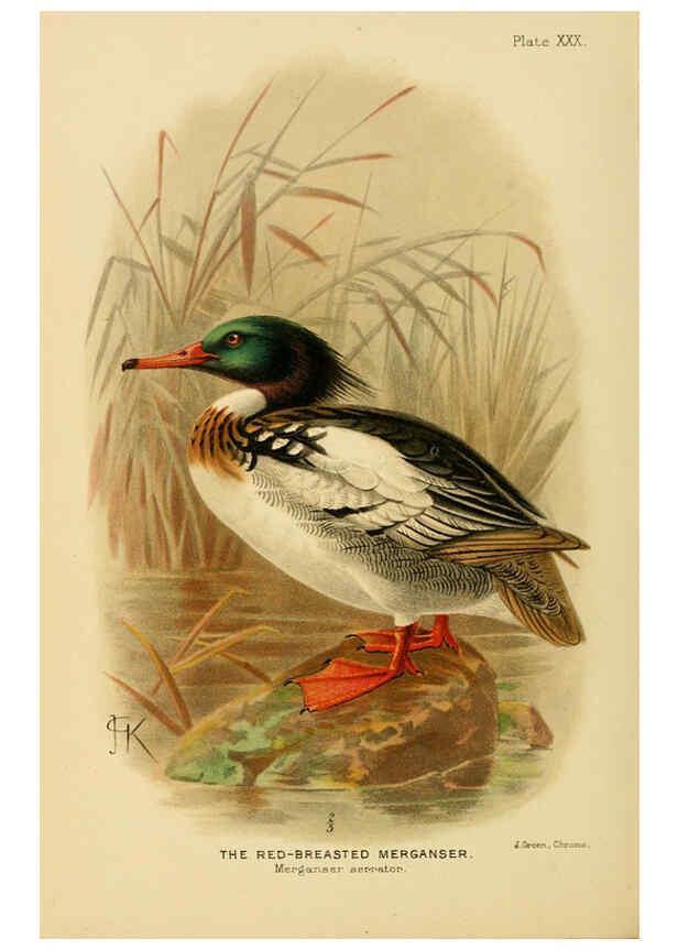 Reproducción/Reproduction 6254044305: The Indian ducks and their allies [Bombay] :Published by the Bombay Natural History Society ;1908