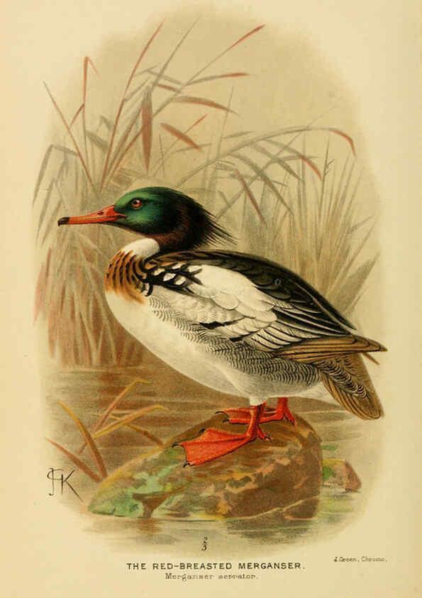 Reproducción/Reproduction 6254044305: The Indian ducks and their allies [Bombay] :Published by the Bombay Natural History Society ;1908