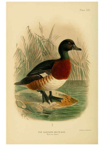 Reproducción/Reproduction 6254042807: The Indian ducks and their allies [Bombay] :Published by the Bombay Natural History Society ;1908