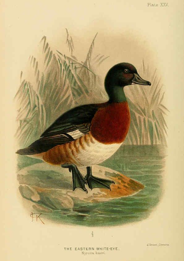 Reproducción/Reproduction 6254042807: The Indian ducks and their allies [Bombay] :Published by the Bombay Natural History Society ;1908