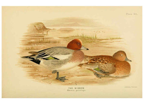 Reproducción/Reproduction 6254040653: The Indian ducks and their allies [Bombay] :Published by the Bombay Natural History Society ;1908