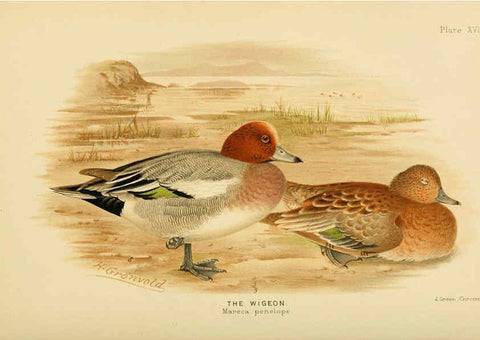 Reproducción/Reproduction 6254040653: The Indian ducks and their allies [Bombay] :Published by the Bombay Natural History Society ;1908