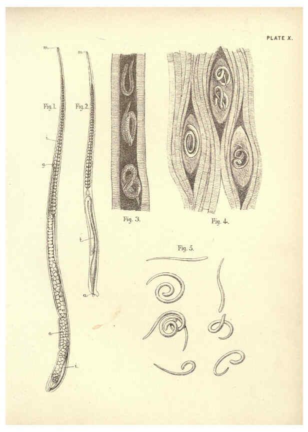 Reproducción/Reproduction 6254221321: Illustrations of zoology: invertebrates & vertebrates EdinburghY.J. Pentland,1889