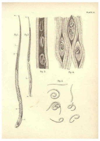 Reproducción/Reproduction 6254221321: Illustrations of zoology: invertebrates & vertebrates EdinburghY.J. Pentland,1889